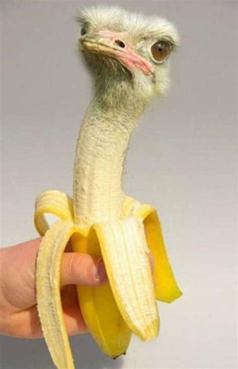 Photoshopped Banana Made to Look Like an Ostrich #PhotoshopLustig in ...