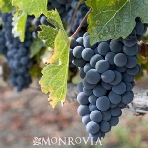 Zinfandel Grape | Star Nursery Garden and Rock Centers