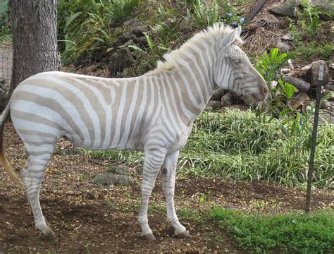 Albino Zebra - Stable Express