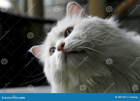 Old cat 10 years old .. stock image. Image of whiskers - 3807445