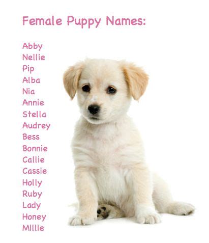 9 Best Puppies names female ideas | puppies names female, names, female dog names