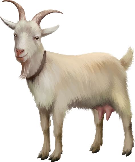 goat png 10 free Cliparts | Download images on Clipground 2024