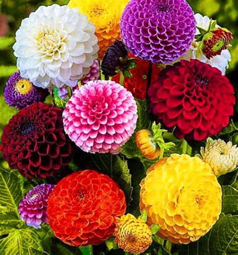 DAHLIA POMPONE DOUBLE Mix 130 Seeds Dahlia Pinnata - Etsy