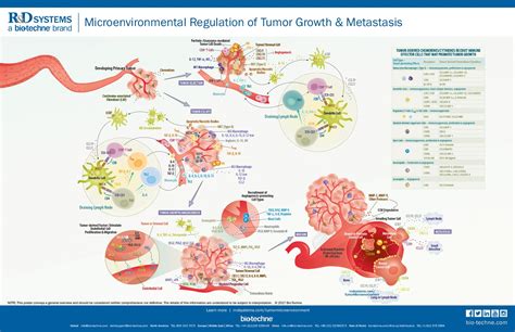 Stages Of Tumor Development And Mechanism Of Metastasis