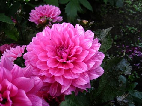 Pink Dahlia, flower, garden, pink, dahlia, HD wallpaper | Peakpx