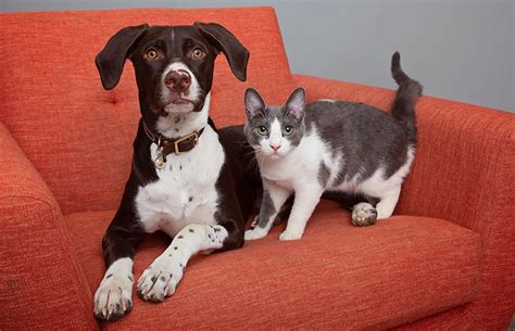 Can a Cat and Dog Be Friends? | Best Friends Animal Society