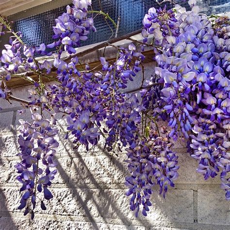 Wisteria Vines For Sale at Ty Ty Nursery