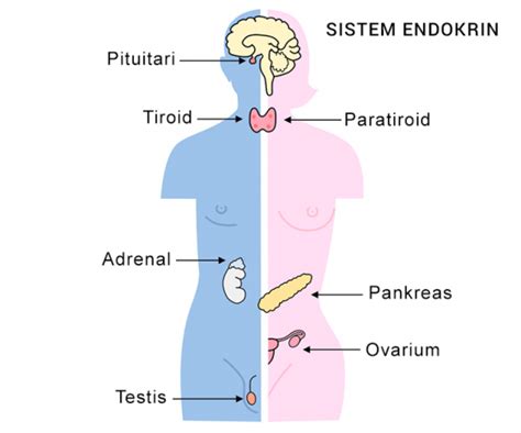 Sistem Endokrin (Sistem Hormon pada Manusia) - Kerajaan Biologi