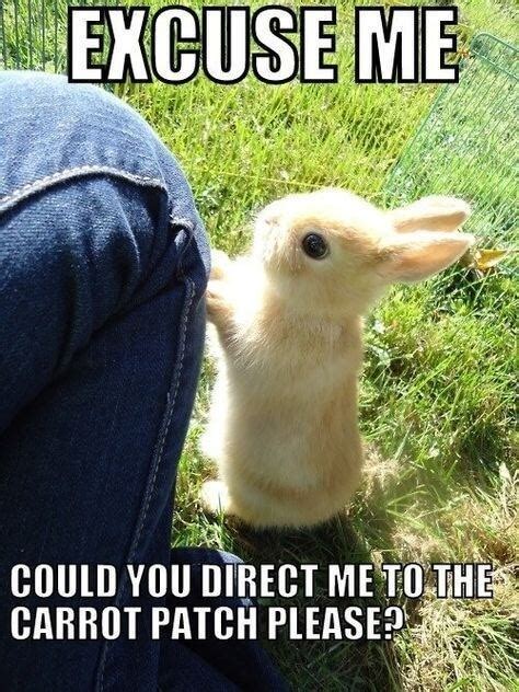 26 Bunny Memes That Are Way Too Cute For Your Screen Cute Baby | Hot ...