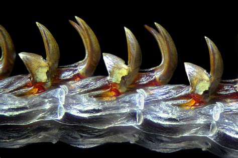 Radula (feeding structure) of an aquatic snail (Limpet) | Nikon’s Small World