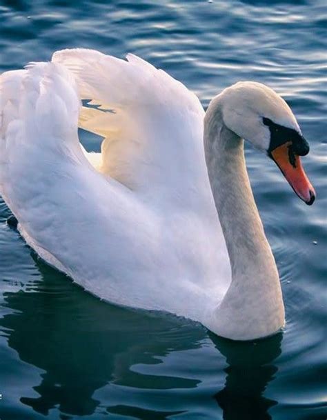 White swan- the Danish national bird Swan Animal, National Animal, White Swan, Copenhagen ...