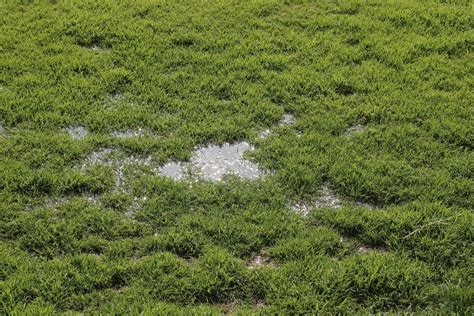 How to Fix Waterlogged Soil | 6 Steps to Create a Nice & Healthy Lawn