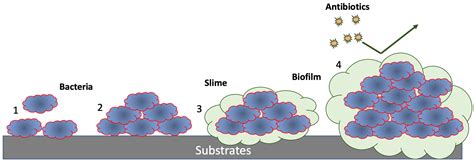 Biofilm Formation, and Related Impacts on Healthcare, Food Processing ...