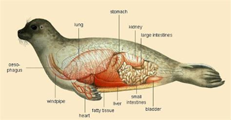 seal anatomy | Animal skeletons, Animals information, Vet tech school