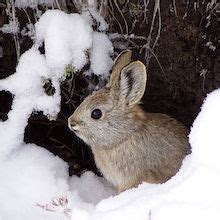 Geiger: Pygmy Rabbit Conservation | Northwest Science Writers Association