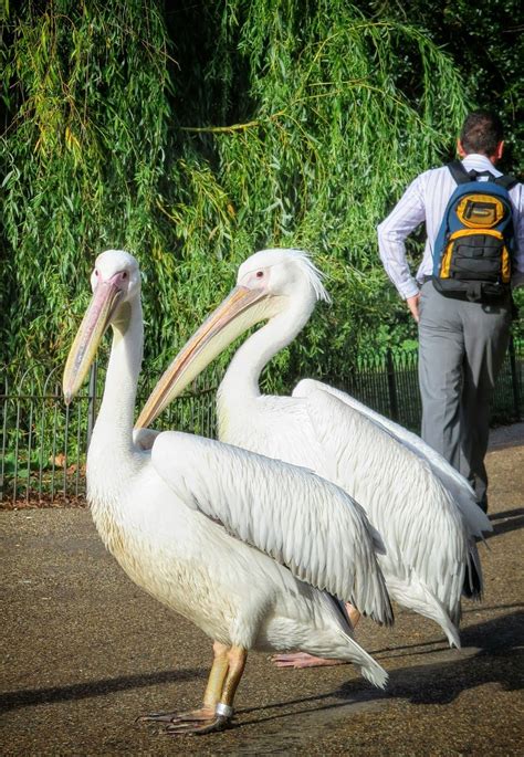 See the St. James Park Pelicans (A London Hidden Gem) | European city ...