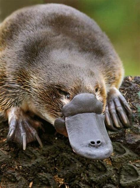 Platypus - one of Australia's cutest animals | Unusual animals, Animals wild, Interesting animals