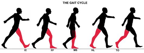 GAIT Analysis Lab - TYLER ABELL