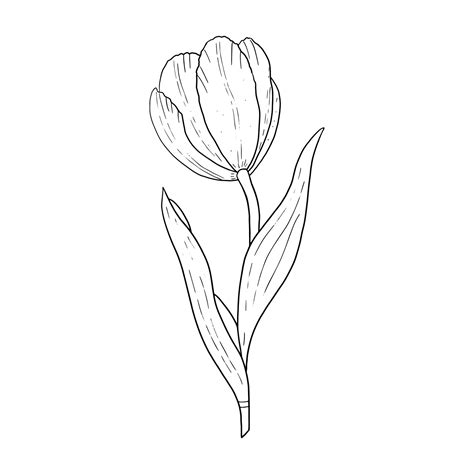 Tulip Outline Drawing