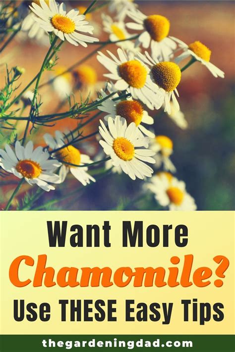 10 Easy Tips How to Grow Chamomile - The Gardening Dad | Chamomile growing, Medicinal herbs ...