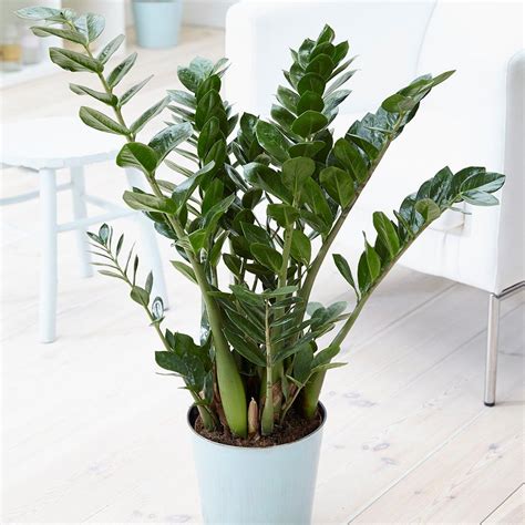 Best shade loving plants: 6 indoor plants for dark rooms | Real Homes