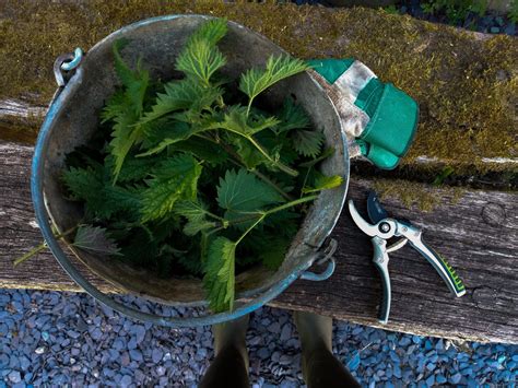 How to Make Nettle Plant Fertilizer - a Hopeful Home