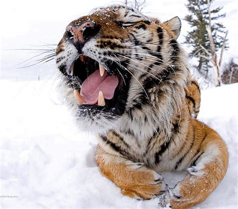 Snow tiger, roar, tiger, snow, winter, HD wallpaper | Peakpx