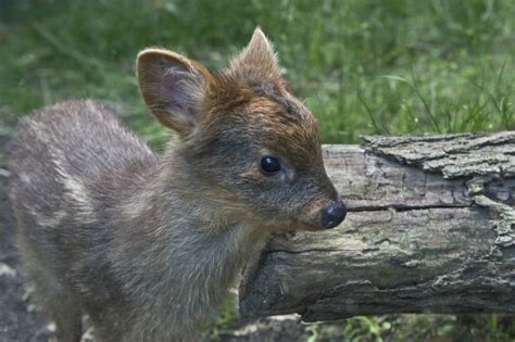 Baby deer from endangered species born in NYC