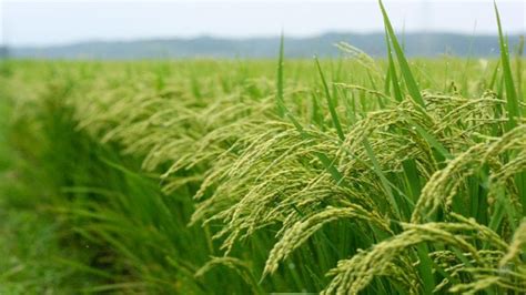 Rice farmers in East Africa to benefit from US$3 million grant