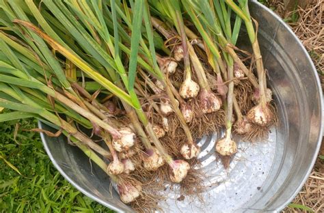 It's Garlic Season! Harvesting and Storing The Garlic Crop - Video ...