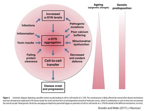 Is Parkinson's A Prion Disease? | Discover Magazine