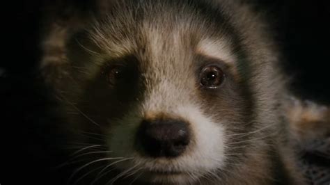 Forget Star-Lord: Rocket Is The Real Lead, And Heart, Of Guardians Of The Galaxy Vol. 3