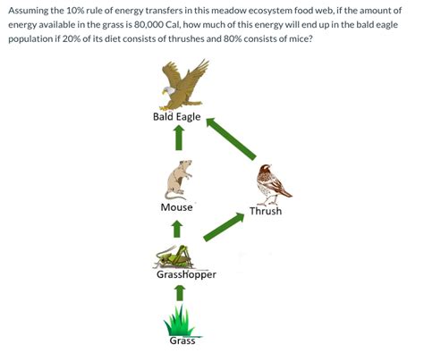 Solved Assuming the 10% rule of energy transfers in this | Chegg.com