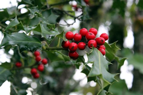 Close-up Of Holly Berries Free Stock Photo - Public Domain Pictures