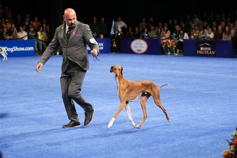 Stache the Sealyham terrier wins the National Dog Show | Aspen Public Radio