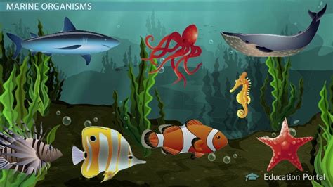 Marine Organisms | Definition, Characteristics & Examples - Lesson | Study.com