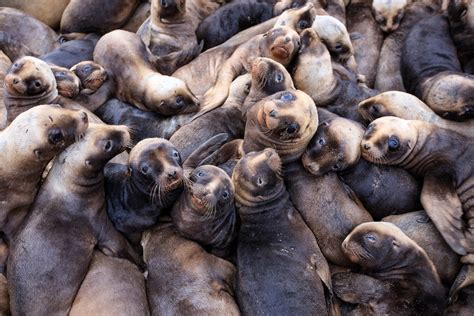 What's killing the sea-lions? | New Zealand Geographic