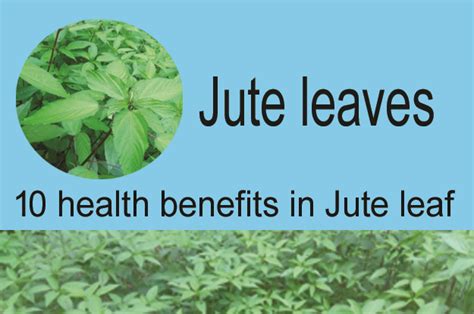 Jute leaves. It reduces high blood pressure and body disease free