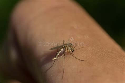 The Mosquito Drinking Blood Stock Photo - Image of medical, medicine: 107389740