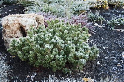 Planting Dwarf Pines: Dwarf Pine Varieties For The Landscape ...