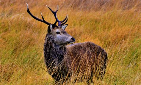 Red deer Glenveagh natural wildlife hotspots you must see in Ireland | Ireland Before You Die