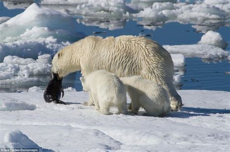 Polar Bear Catching Fish | Polar Bear Hunting Seals | Bear, Polar bear hunting, Polar bear