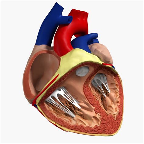 Get Human Heart Anatomy Free Vector - Kodeposid