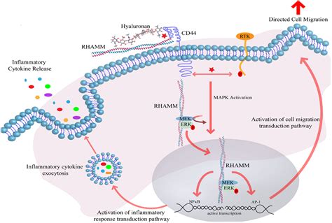 Frontiers | Hyaluronan, Inflammation, and Breast Cancer Progression | Immunology