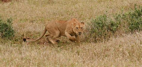 Sabi Sand – Wildlife Hotspot of South Africa - swedbank.nl