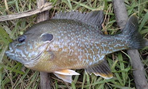 The Show Me Fly Guy: The Hybrid Bluegill/Sunfish- What You May Not Know