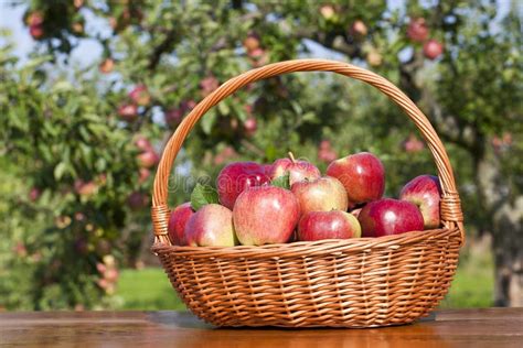 Apple basket stock image. Image of natural, apple, fresh - 20818309