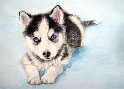 Husky puppy by AnkaAI3 | Cute husky puppies, Cute dogs, Husky drawing