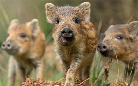 Wild Pigs Wallpapers - Wallpaper Cave