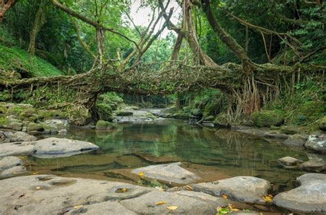 Living Root Bridge Mawlynnong - Wonderful creation of nature